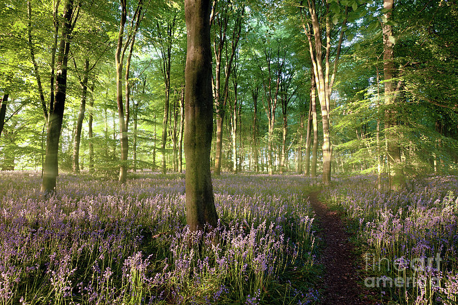 Sunrise in Norfolk bluebell forest with little path Photograph by Simon Bratt