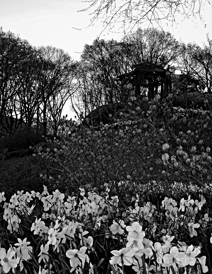 Sunrise in Central Park - BW Photograph by James Aiken