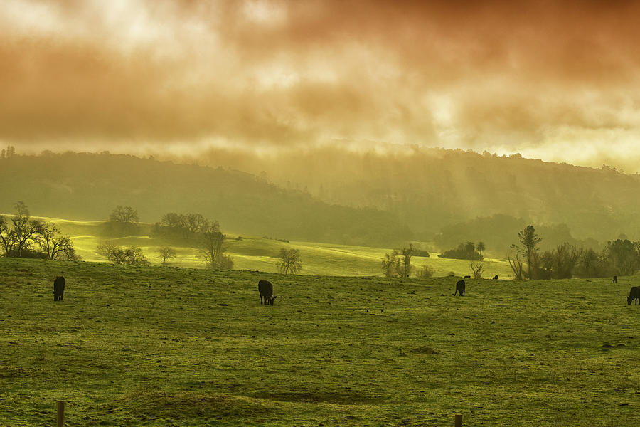 Sunrise In Foggy Pasture Photograph by Frank Wilson