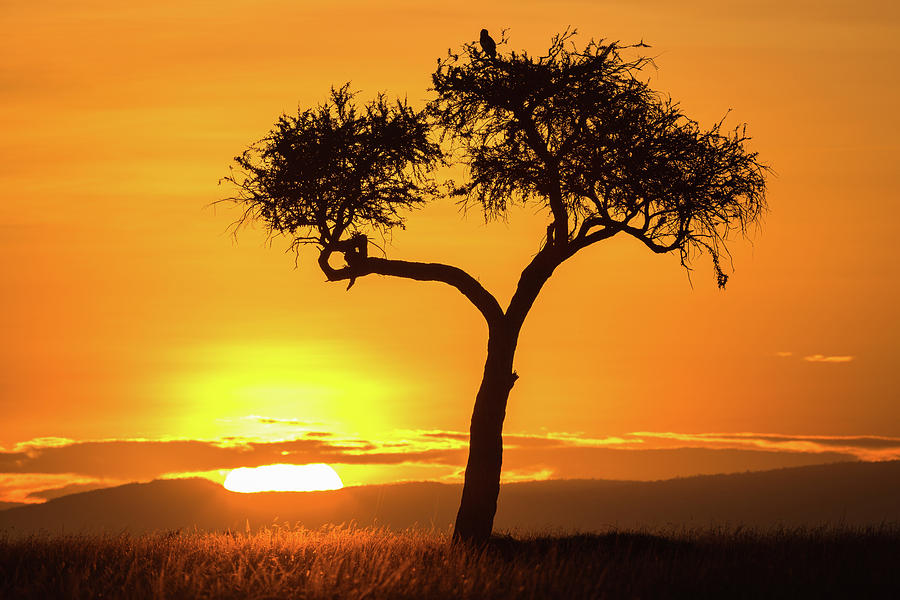 Sunrise in Kenya Photograph by Steven Upton