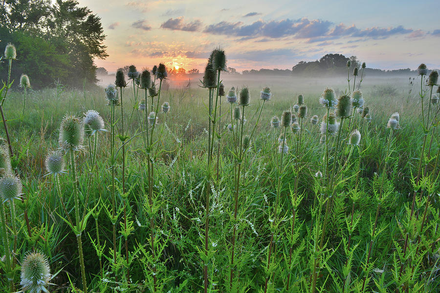 Sunrise in Lakewood Forest Preserve Photograph by Ray Mathis