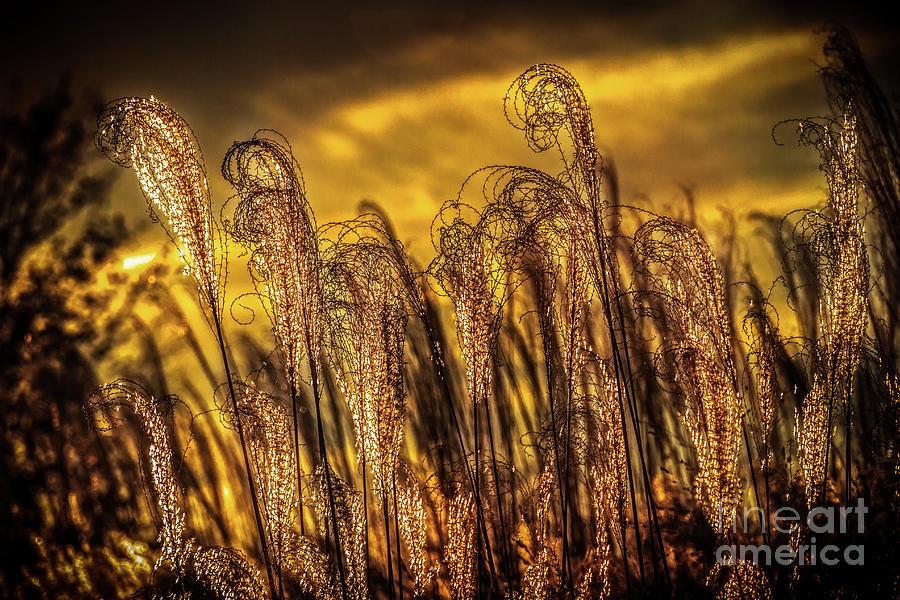 Sunrise in Missouri by Larry McMahon Sunrise in Missouri by Larry McMahon