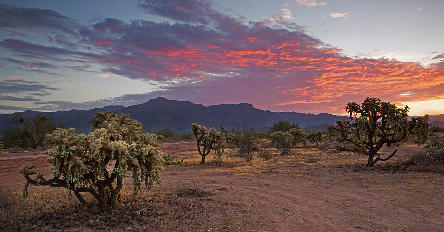 Sunrise in the Sonoran Desert Photograph by Sue Cullumber