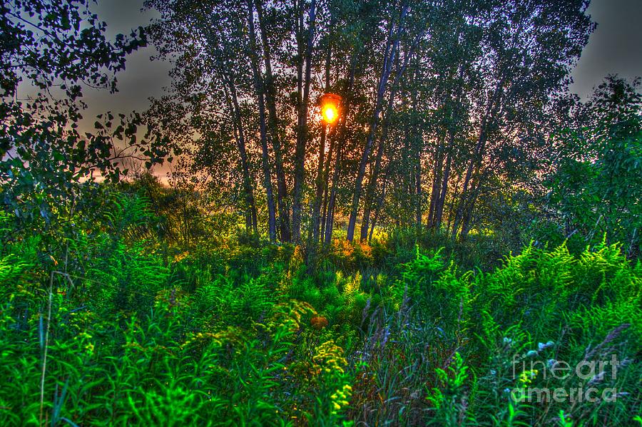 Sunrise in the swamp-4 Photograph by Robert Pearson
