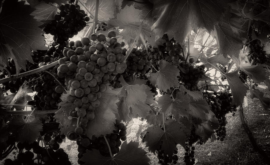 Grape Photograph - Sunrise In The Vineyard in Black and White by Greg and Chrystal Mimbs