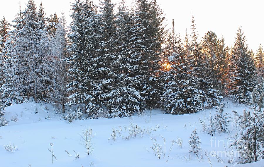 Sunrise In The Winter Forest Photograph