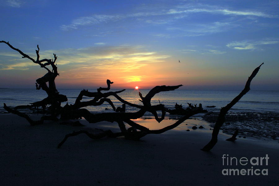 Sunrise Jekyll Island Driftwood Beach Photograph by Charlene Cox