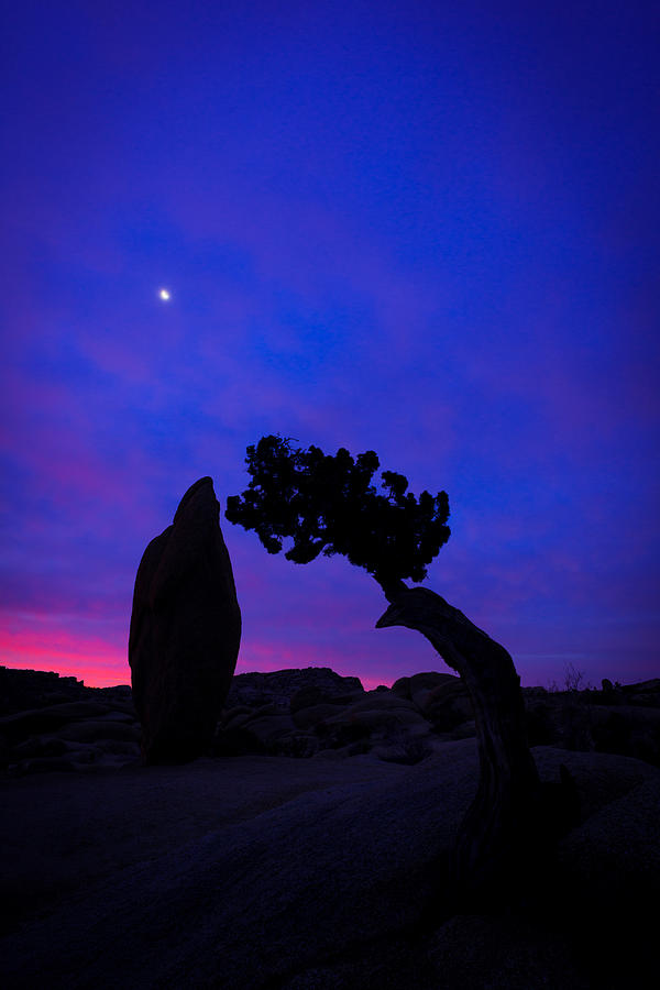Sunrise Joshua Tree Photograph by TM Schultze