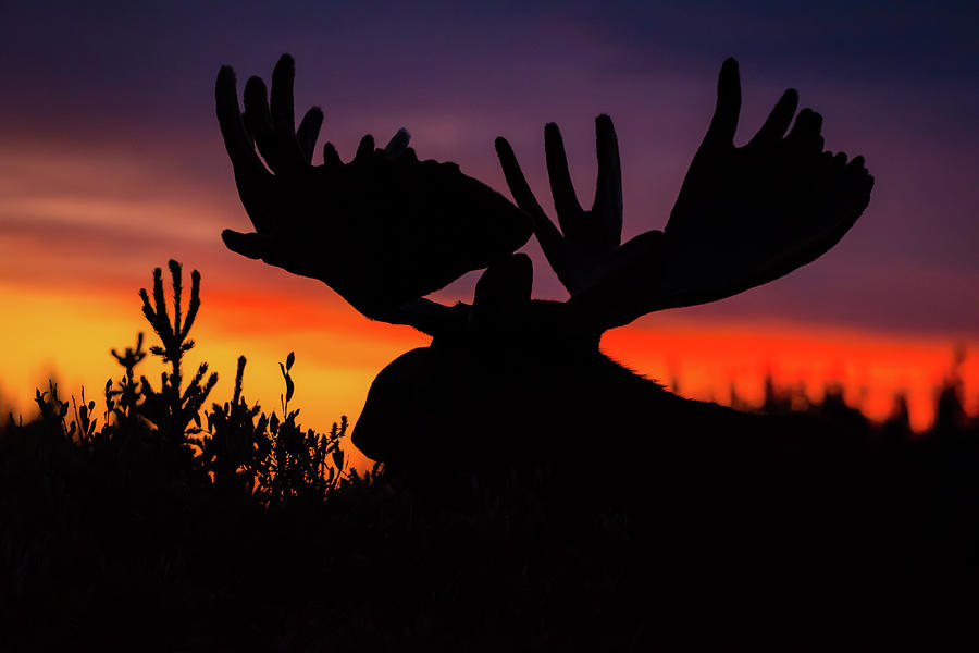 Sunrise King Photograph by Gary Kochel