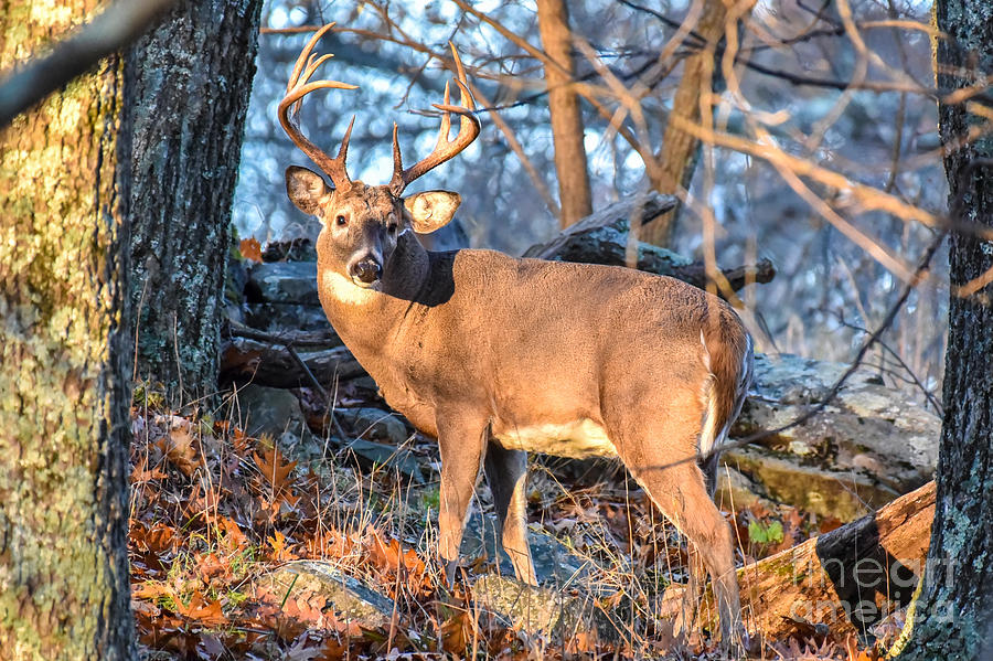 Sunrise Light Shining on 11 Point Buck 9303C by Cynthia Staley Sunrise Light Shining on 11 Point Buck 9303C by Cynthia Staley