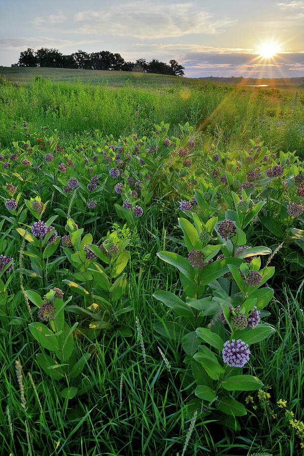 Sunrise Lights Milkweed in Glacial Park Prairie Photograph by Ray Mathis