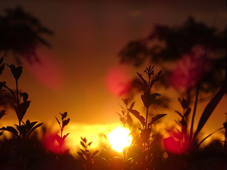 Summer Photograph - Sunrise by Maximilian Weber