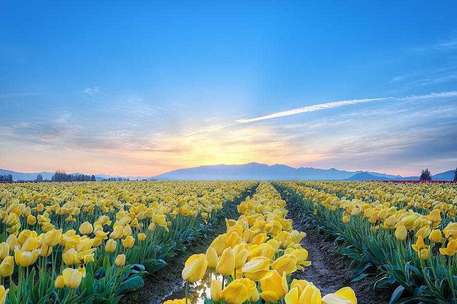 Sunrise of Skagit Photograph by David Williams - Fine Art America