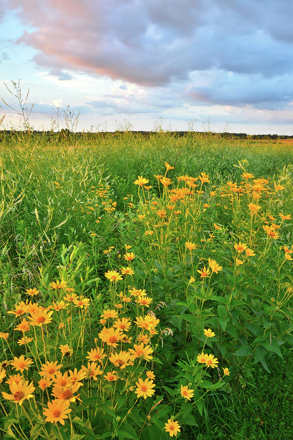 Sunrise on Black Eyed Susans at Glacial Park Photograph by Ray Mathis