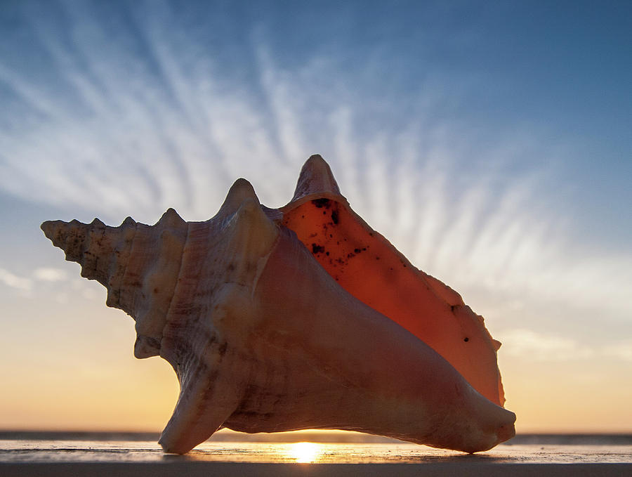 Sunrise on Conch Photograph by Jean Noren