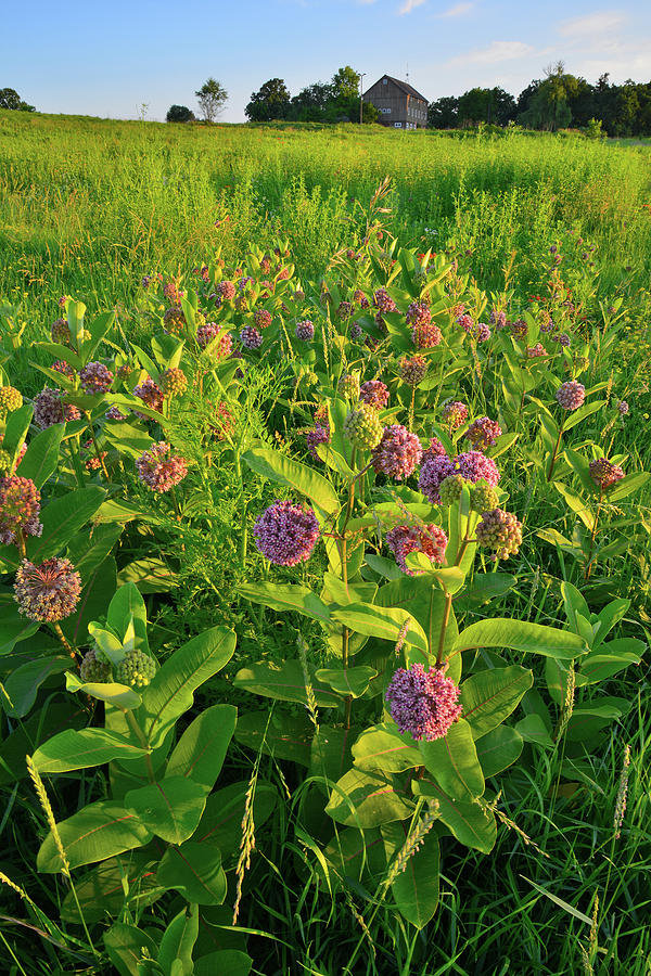 Sunrise on Glacial Park Milkweed Photograph by Ray Mathis