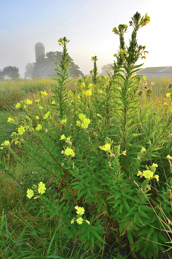 Sunrise on Glacial Park Prairie Wildflowers Photograph by Ray Mathis