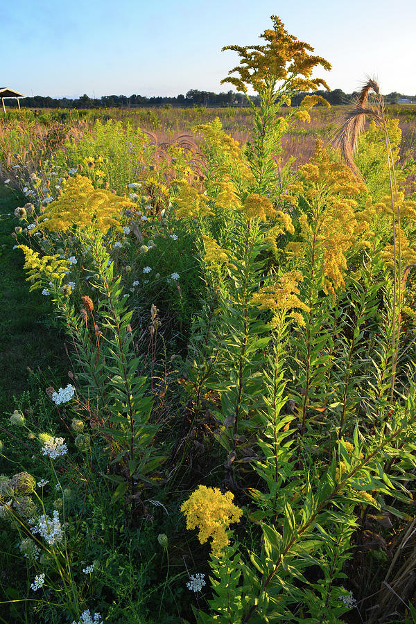 Sunrise on Goldenrod at Kishwaukee Headwaters Photograph by Ray Mathis