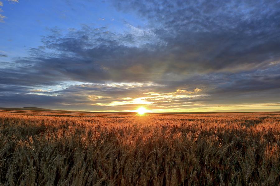 Sunrise on Horse Heaven wheat Photograph by Lynn Hopwood
