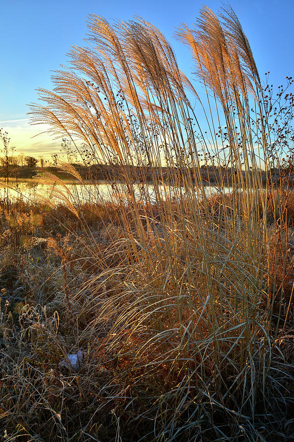 Sunrise on Pampas Grass in Lakewood Photograph by Ray Mathis