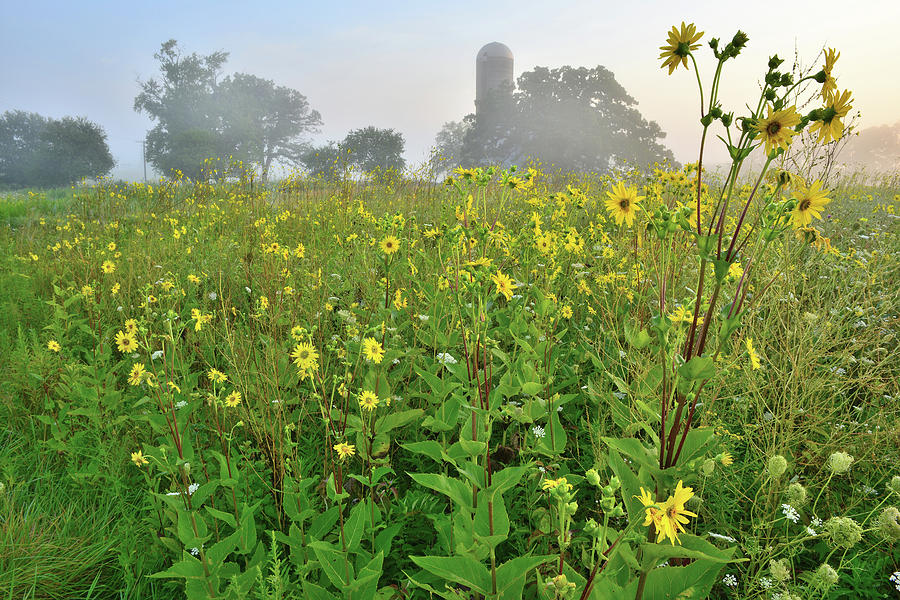 Sunrise on Sunflowers at Glacial Park Photograph by Ray Mathis