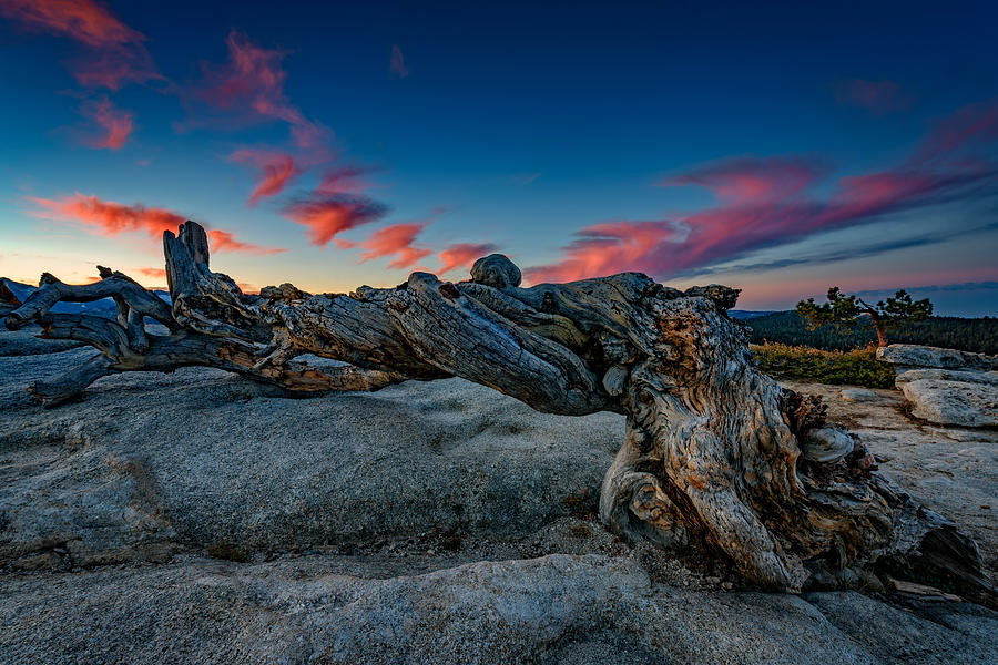 Yosemite National Park Photograph - Sunrise on the Jeffrey Pine by Rick Berk