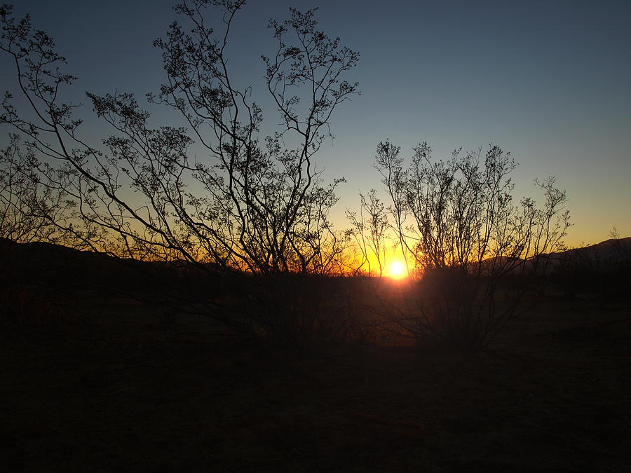 Sunrise On The Mojave Desert Photograph