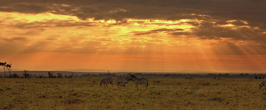 Sunrise on the Savanna, Kenya Photograph by Steven Upton