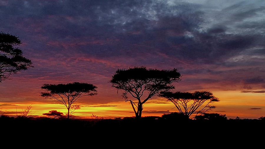 Sunrise on the Serengeti Photograph by Marilyn Burton