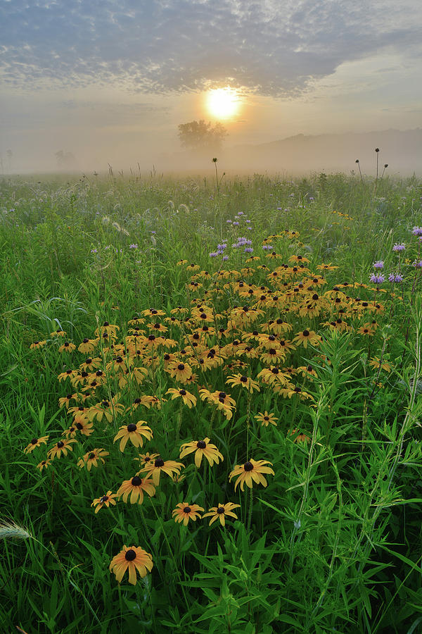 Sunrise On Wildflowers In West Glacial Park Photograph