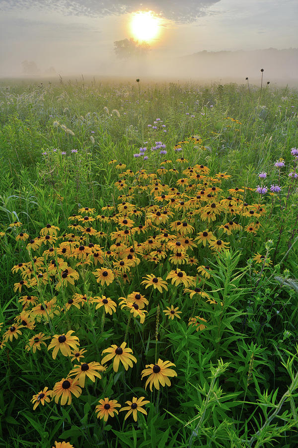 Sunrise On Wildflowers Of Glacial Park Photograph