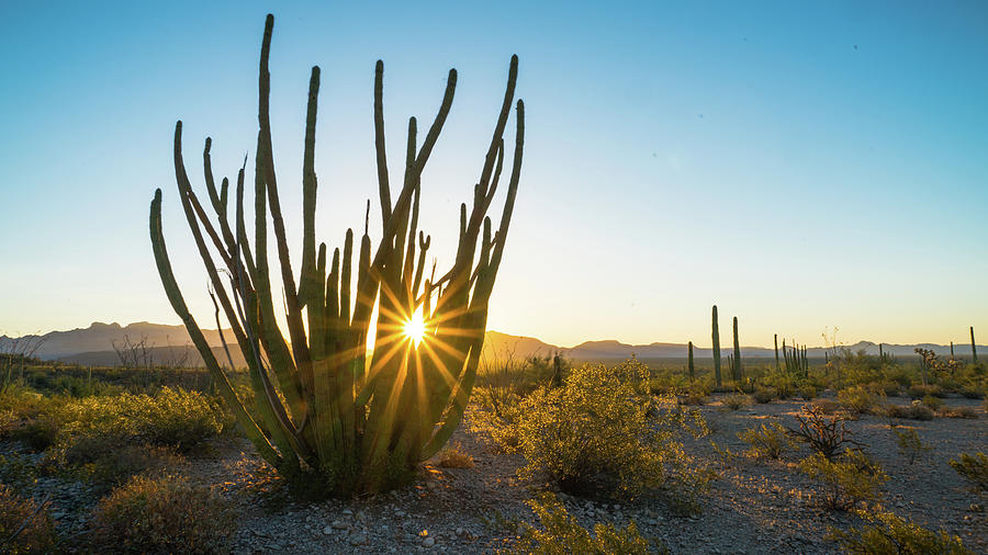 Sunrise Organ Pipe Cactus National Monument Arizona Photograph by Lawrence S Richardson Jr