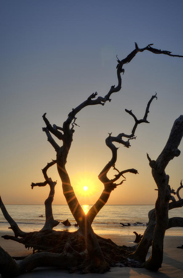 Sunrise Over Driftwood Photograph by Greg and Chrystal Mimbs