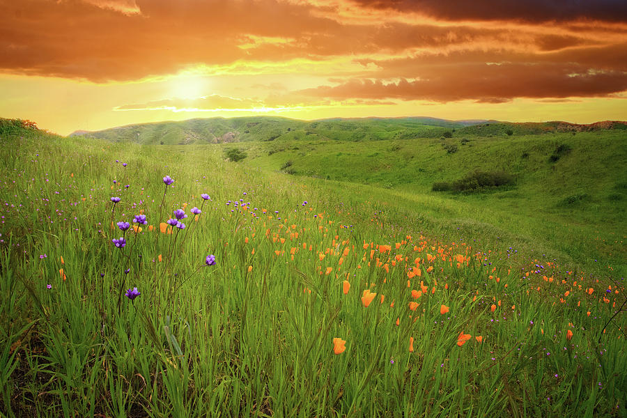 Sunrise Over Happy Camp Wildflowers Photograph by Lynn Bauer