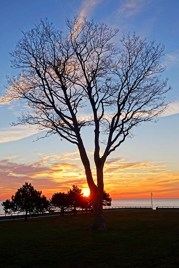 Sunrise over Red Rock Park Lynn Shore Drive Tree Photograph by Toby McGuire
