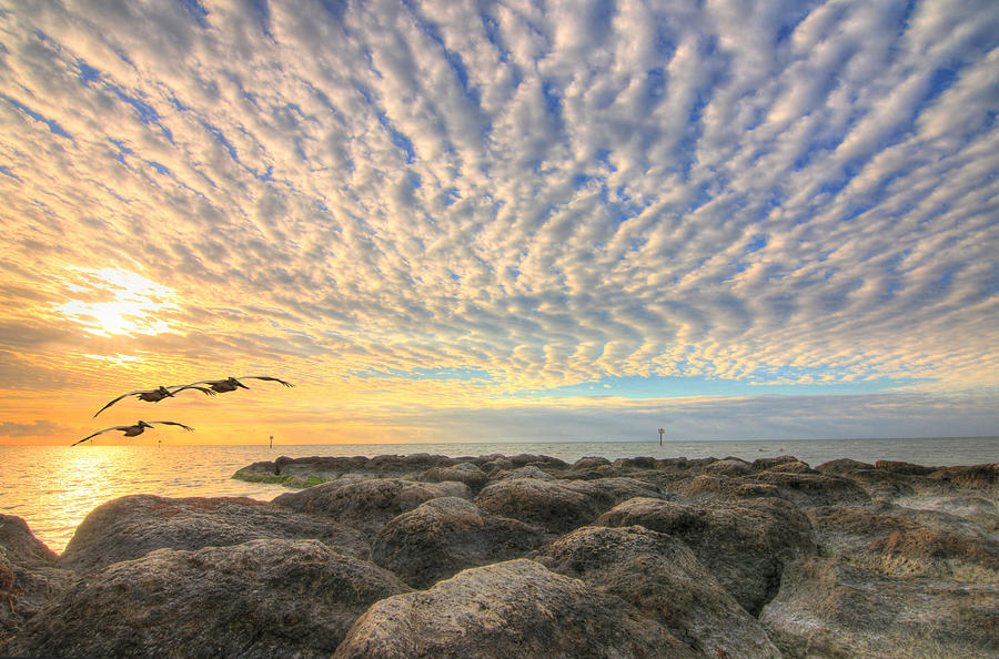 Pelican Photograph - Sunrise over rocky shoal of Key West by Scott Bert
