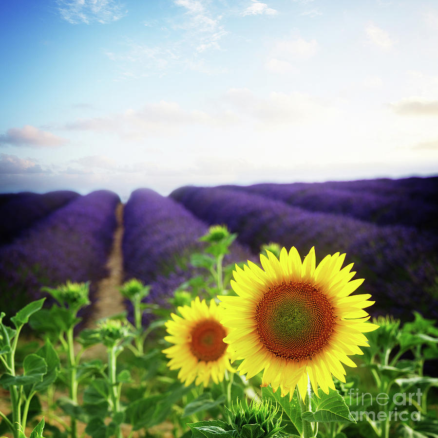 Sunrise over Sunflower and Lavender Field Photograph by Anastasy Yarmolovich