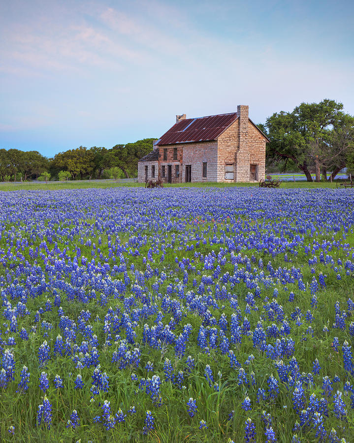 Sunrise over Texas Bluebonnets 3 Photograph by Rob Greebon - Pixels