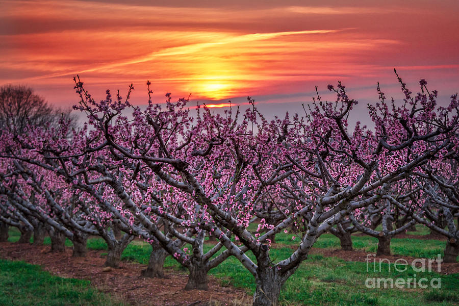 Over Orchard