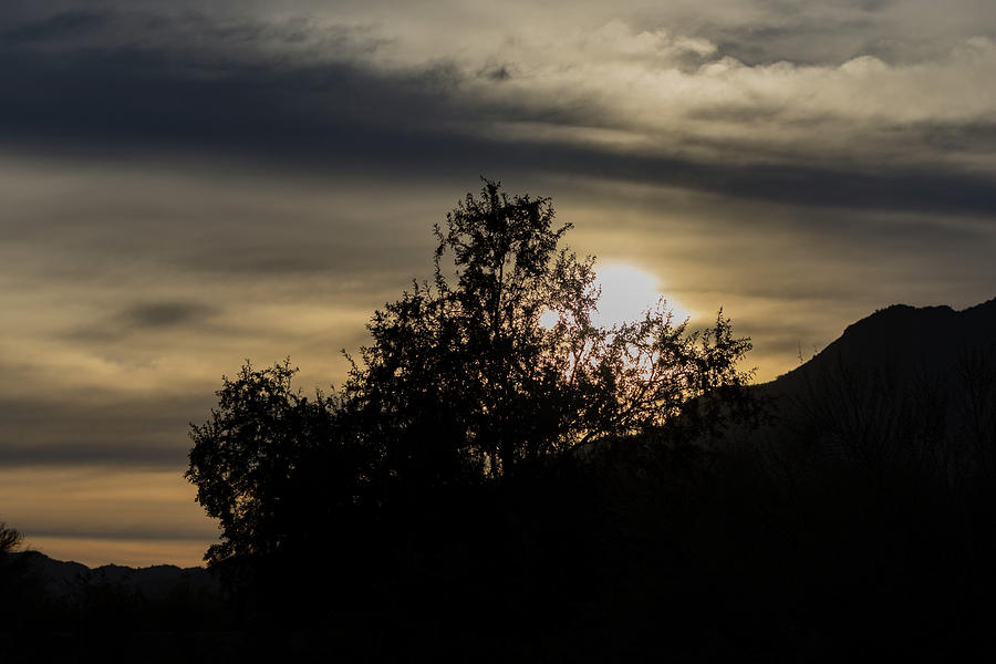 Sunrise Over Tree Photograph by Douglas Killourie