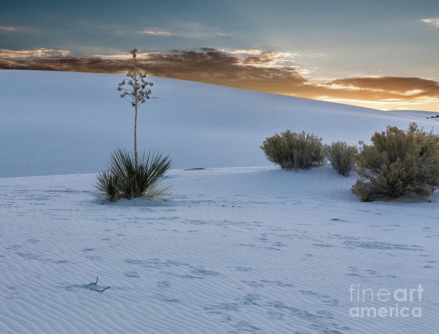 Sunrise over White Sands Photograph by Randy Jackson