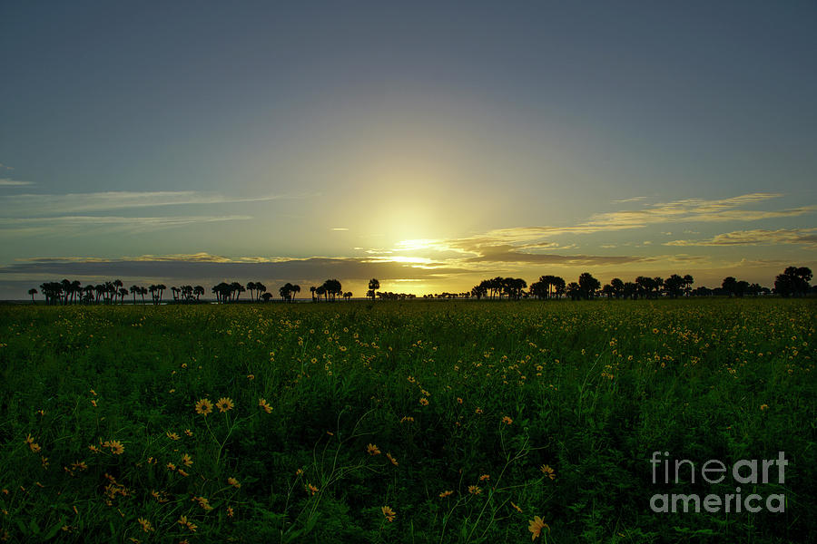 Sunrise over Wildflowers Photograph by Brian Kamprath