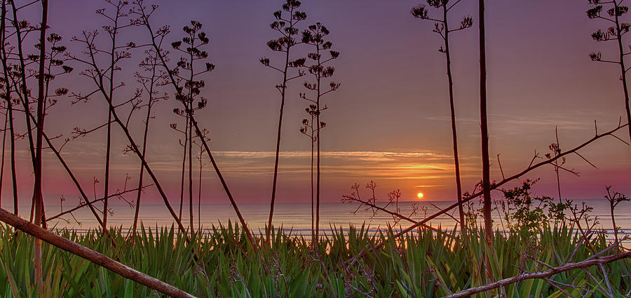 Sunrise Palm Blooms Photograph by Dillon Kalkhurst