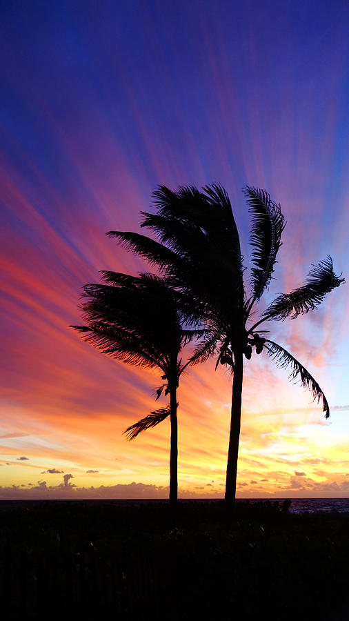 Sunrise Palm Couple Delray Beach Photograph by Lawrence S Richardson Jr