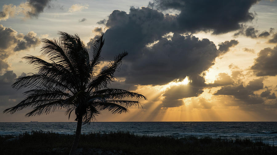 Sunrise Palm Rays Delray Beach Florida Photograph by Lawrence S Richardson Jr