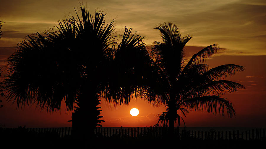 Sunrise Palm Window Delray Beach Florida Photograph by Lawrence S Richardson Jr