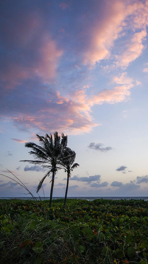 Sunrise Palms Delray Beach Florida Photograph by Lawrence S Richardson Jr