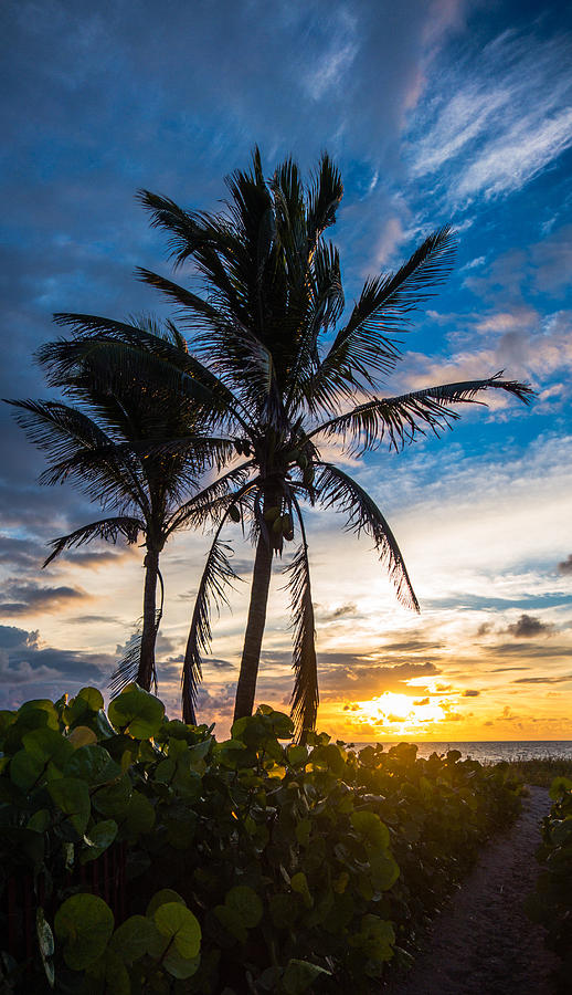 Sunrise Palms Photograph by Lawrence S Richardson Jr