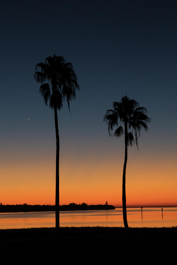 Sunrise Palms Photograph by Lisa Malecki