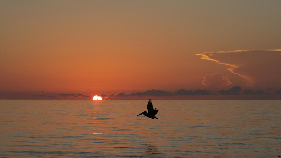 Sunrise Pelican Delray Beach Florida Photograph by Lawrence S Richardson Jr